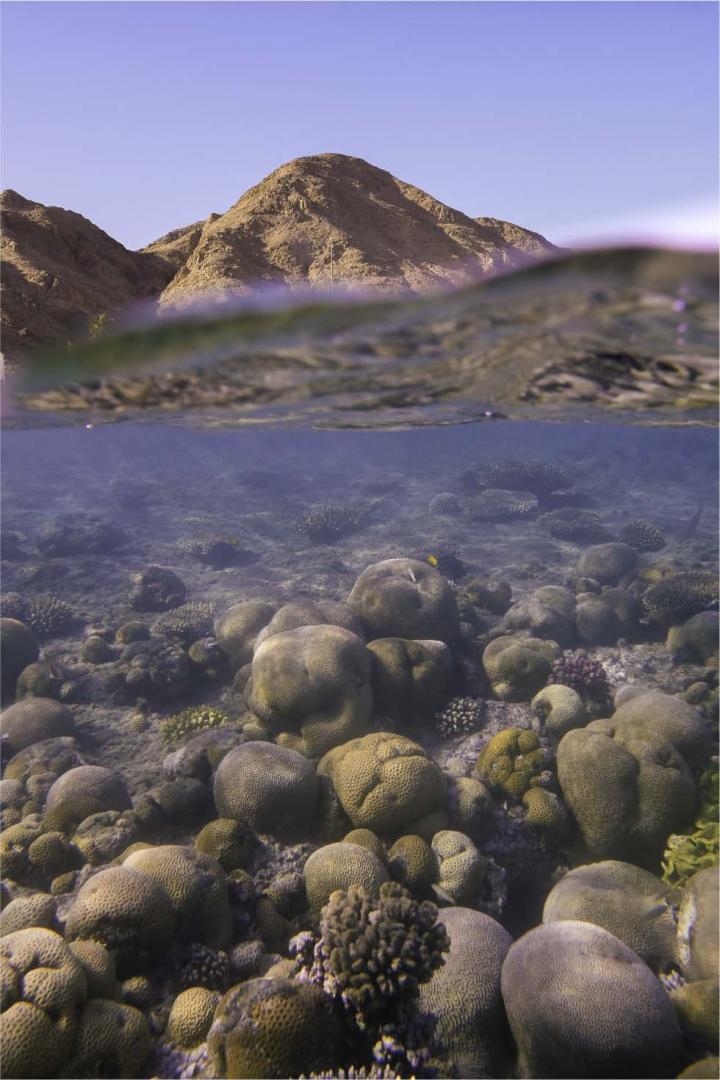 Corals in the Gulf of Aqaba and Northern Red Sea