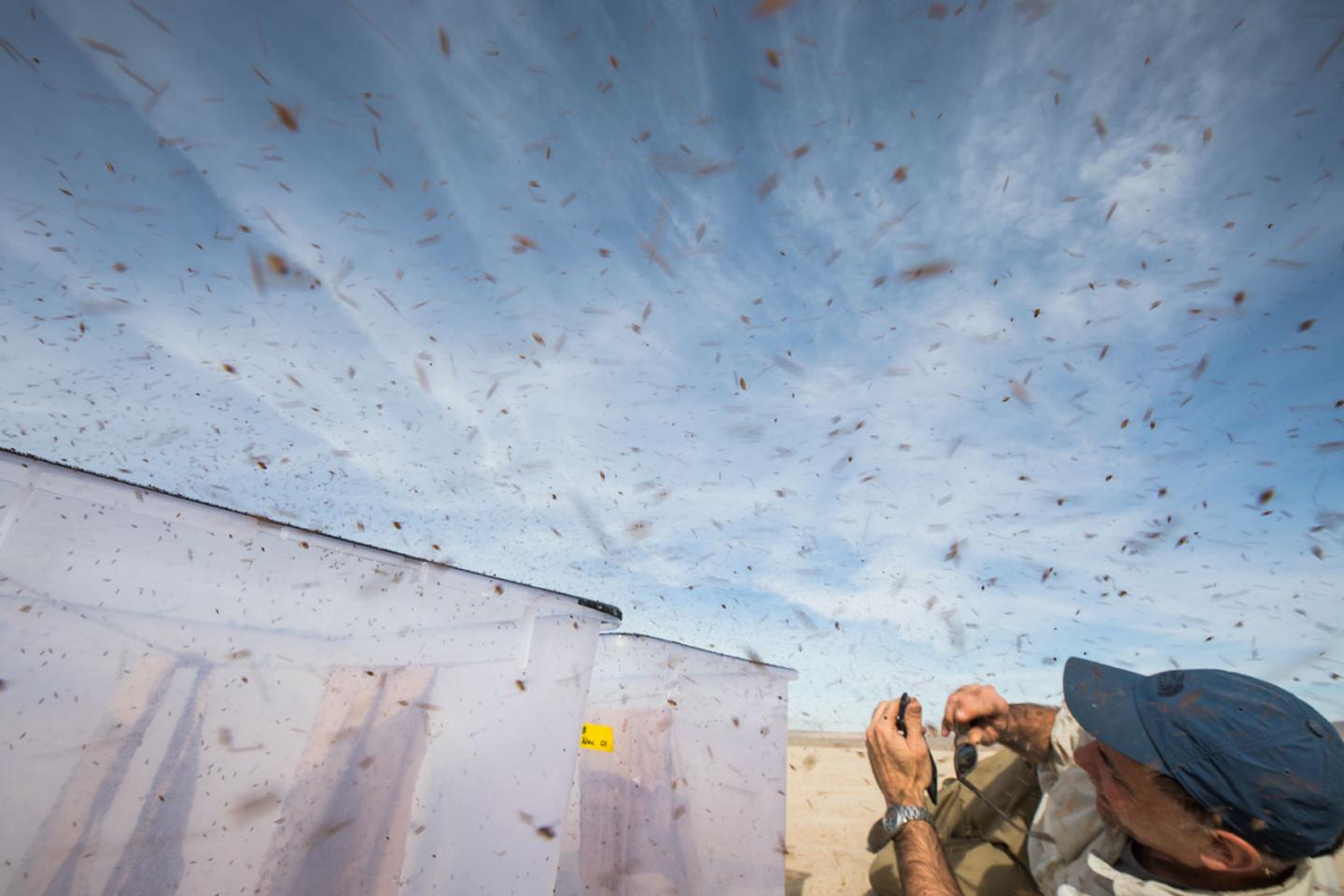 Releasing and Recapturing Flies in the Mojave Desert