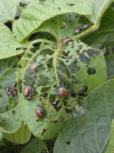 Beetles on Leaf