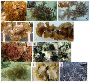 Photographs of macrophytes used in feeding assays.