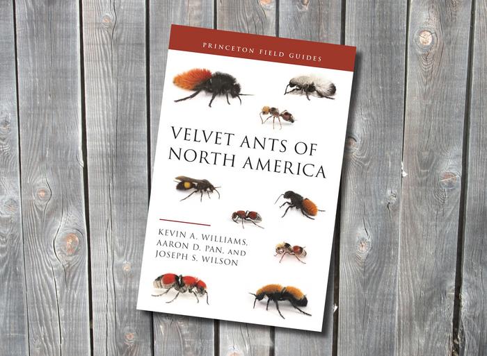 Velvet Ants of North America