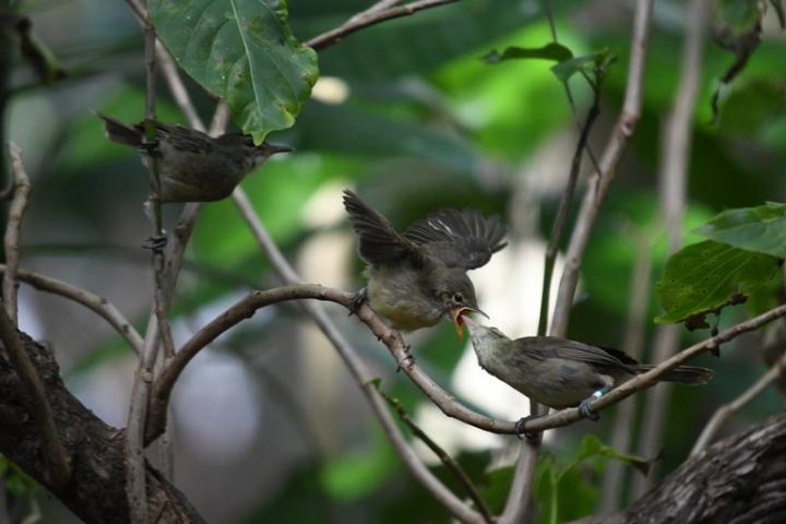 Seychelles warblers feeding a chick