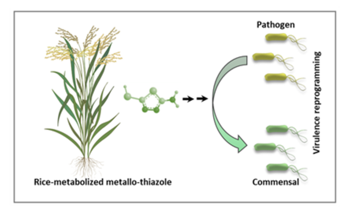 The virulence reprogramming method developed by the researchers using rice-metabolised metallo-thiazole.