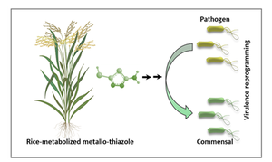 The virulence reprogramming method developed by the researchers using rice-metabolised metallo-thiazole.