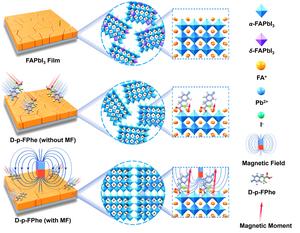 Schematic illustration of the comparison of the crystal structure inside the pristine perovskite film, D-p-FPhe-doped film, and D-p-FPhe-doped film with an applied magnetic field.