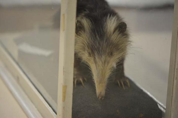 Image 2 Solenodon, a Bizarre Venomous Mammal from the Caribbean