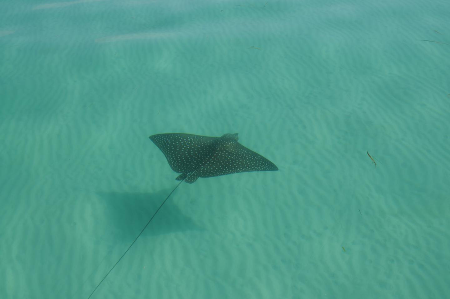 Whitespotted eagle ray (Aetobatus narinari)