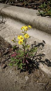 Senecio squalidus