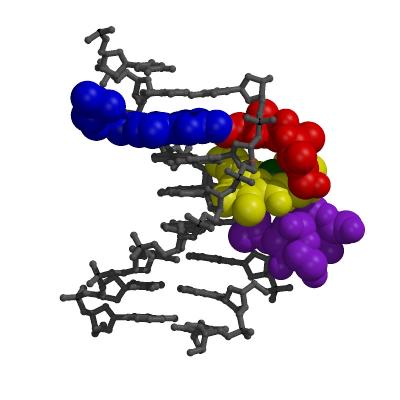 3-D Image of How Bleomycin Targets and Binds to DNA
