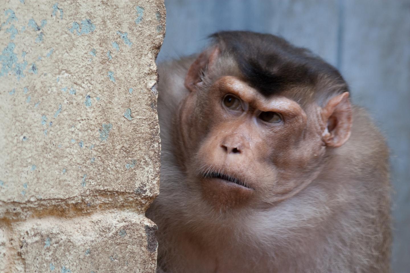 Pigtail Macaque