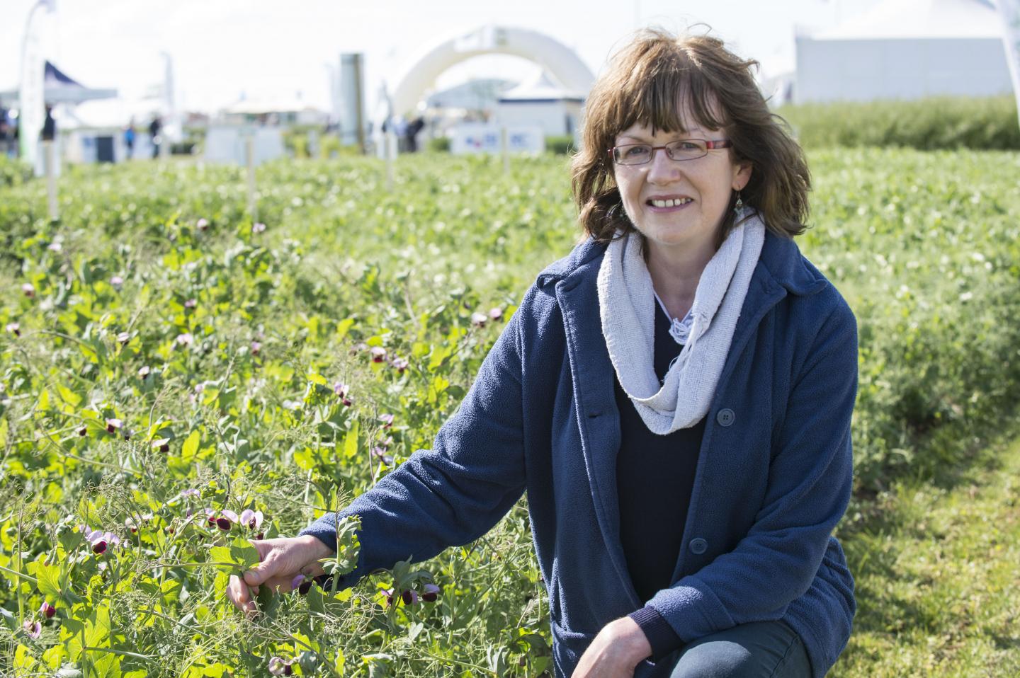 Claire Domoney, The John Innes Centre