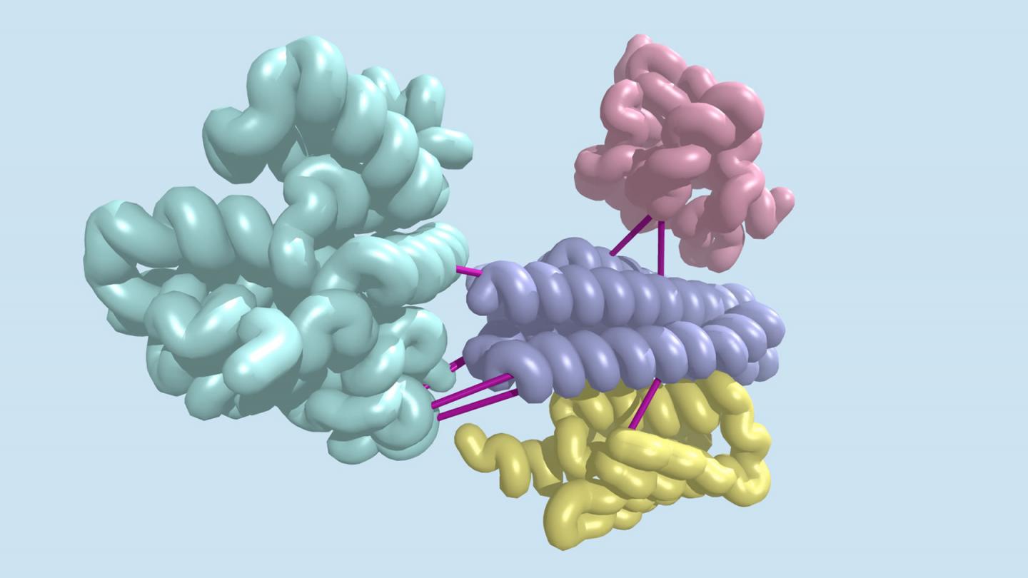 Protein Model