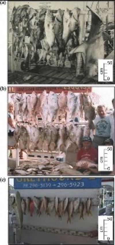 Declining Size, Diversity of Gamefish, Florida Keys