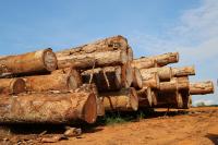 Logging Concession in the Republic of Congo