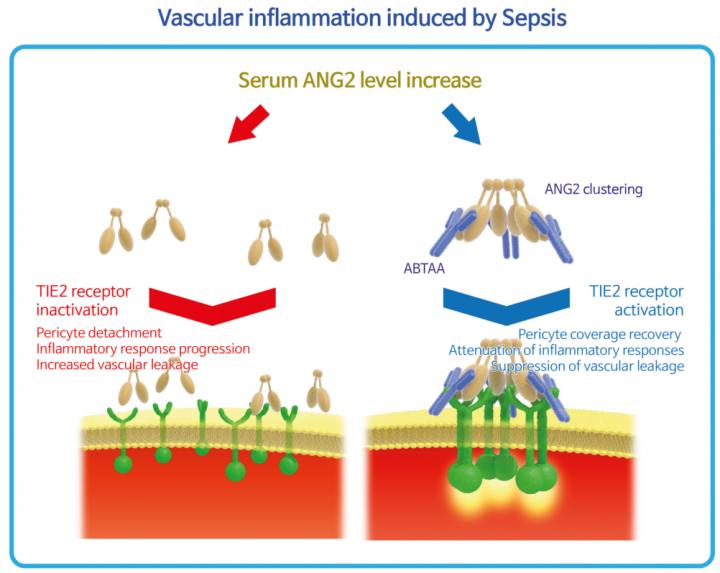Vascular Inflammation Induced by Sepsis