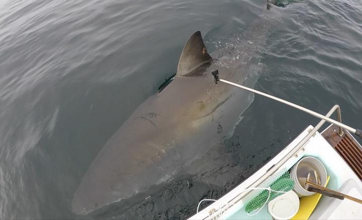 Studying white sharks