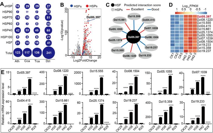 Transcriptome-based analysis of heat stress-tolerance in durian