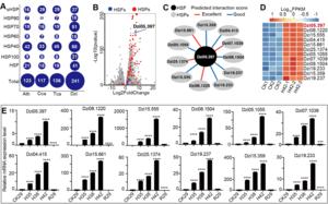 Transcriptome-based analysis of heat stress-tolerance in durian