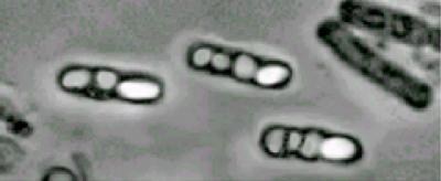 Genetically Engineered <i>Bacillus thuringiensis</i> Cells