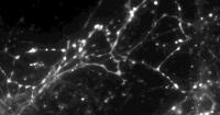 Fluorescent Molecule Tracking Neurotransmission of Dopamine