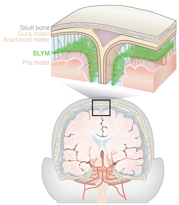 Newly discovered anatomy shields and monitors | EurekAlert!