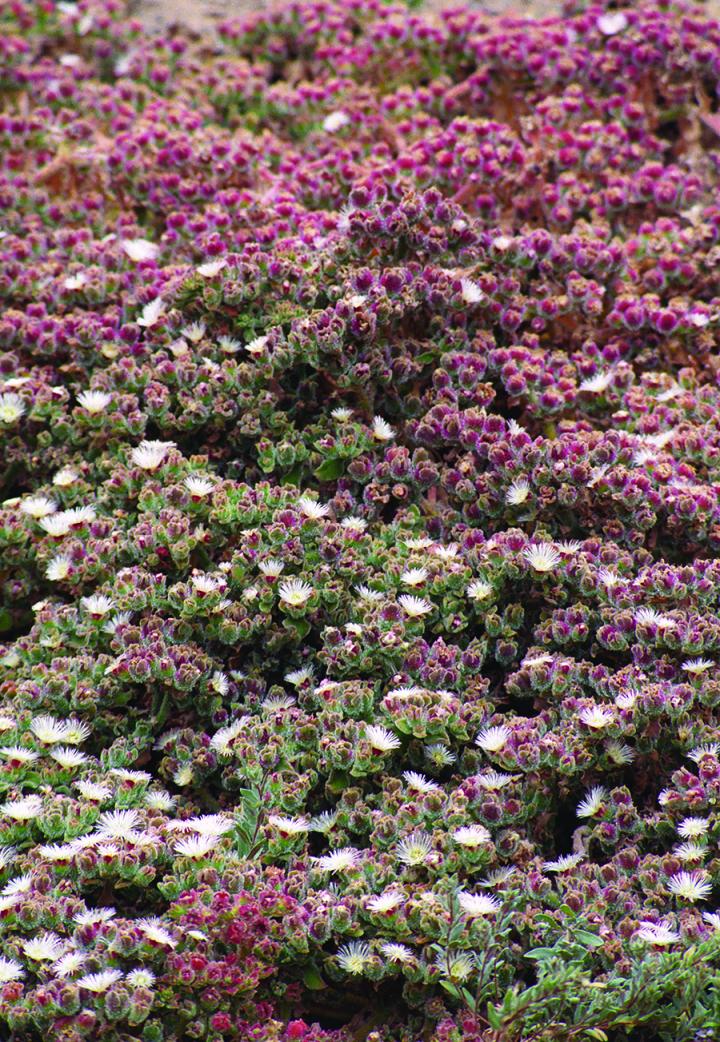 Ice Plant