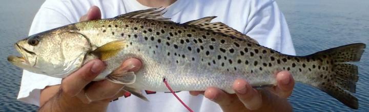 Spotted Seatrout