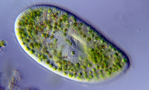 paramecium