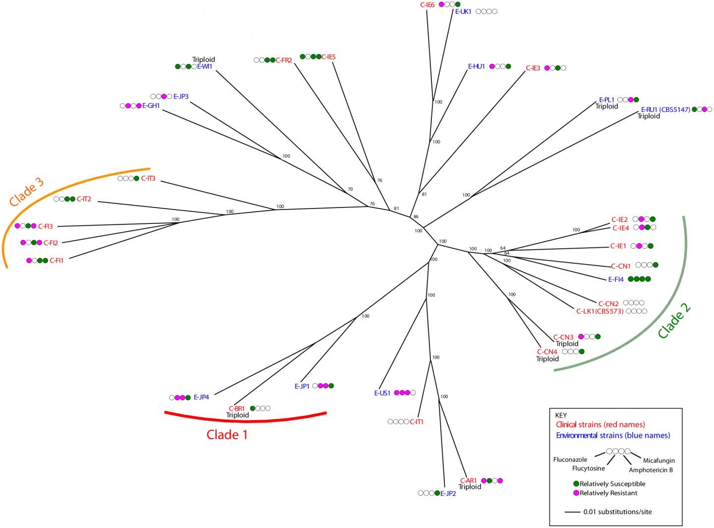Yeast Species Used in Food Industry Causes Disease in Humans