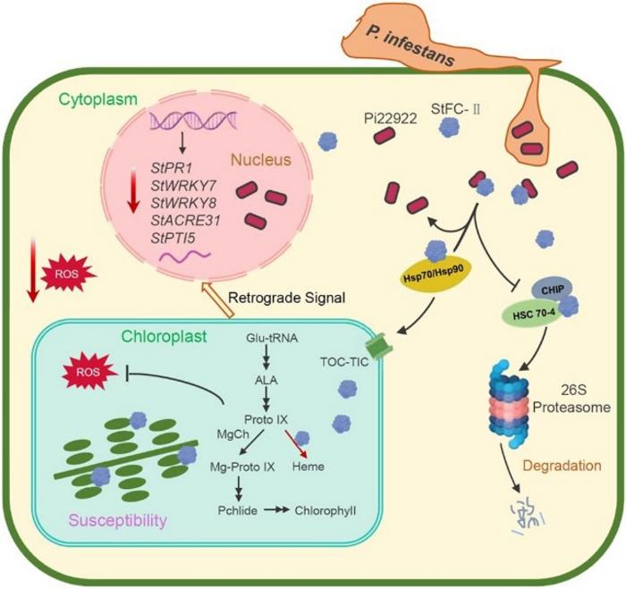 A proposed model of how StFC-II was manipulated by RxLR effector Pi22922 to suppress host imunitiy.