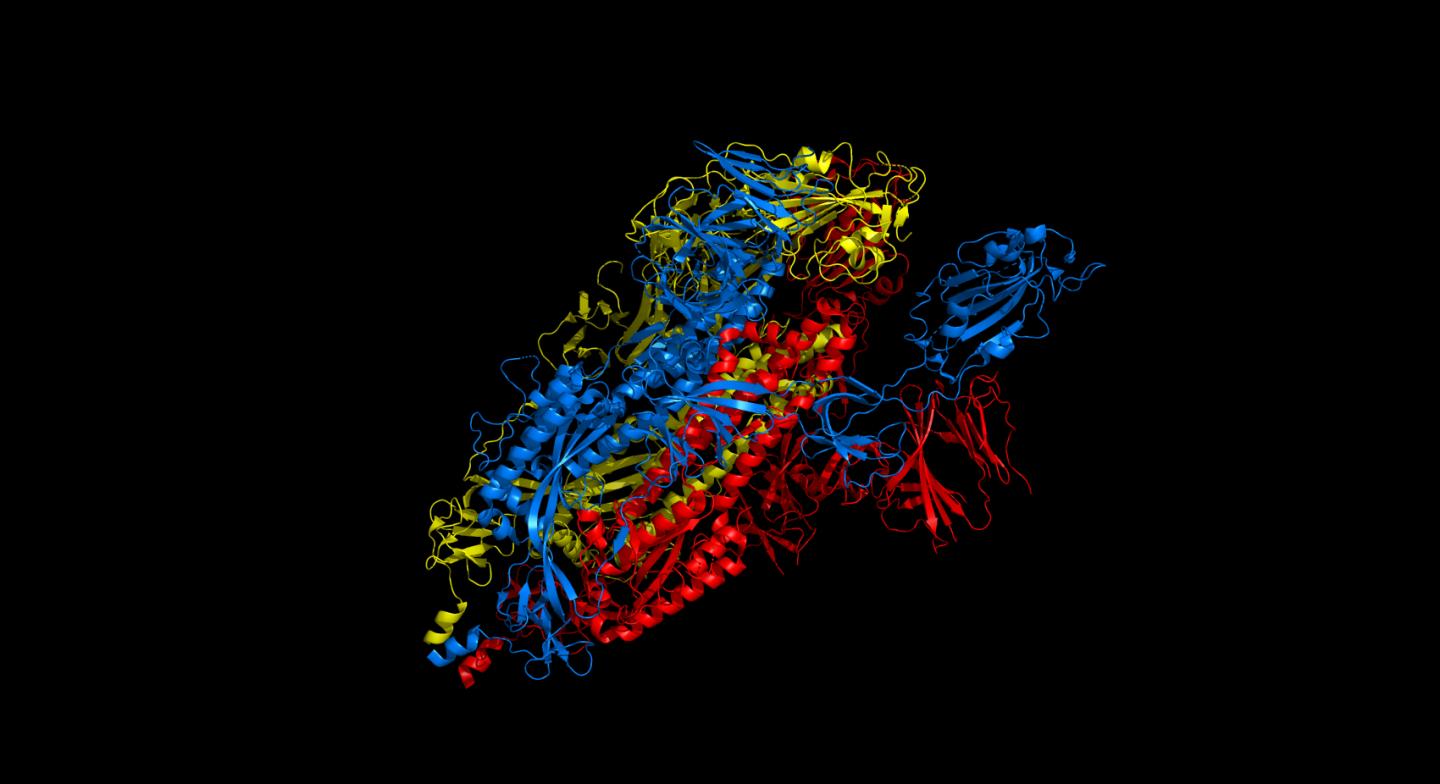 Side view of spike protein structure 6vyb