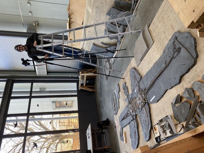 Miguel Marx (lead author) photographing the skeleton at the Urwelt-Museum Hauff in Holzmaden, Germany.