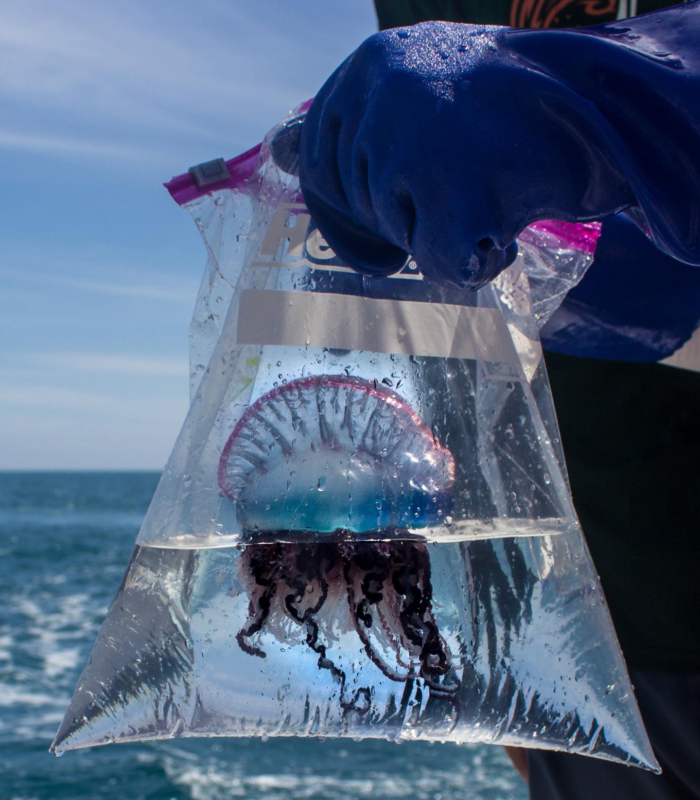 Hawaii scientists scrutinize first aid for ma EurekAlert!