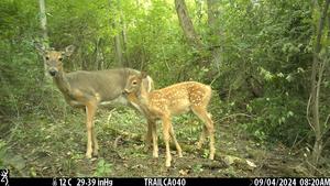 Trail camera photographs deer