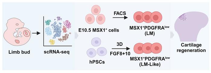 New type of stem cells contains potential for knee cartilage regeneration in arthritic mice