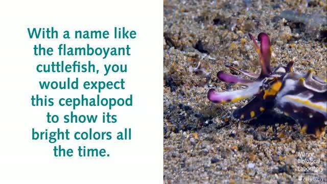 Flamboyant Cuttlefish Behavior