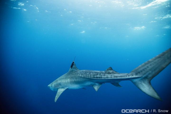 Midwife to a Tiger Shark, Science Features