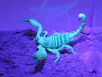 Scorpion Burrow Casts Reveal Scorpions Are Master Architects