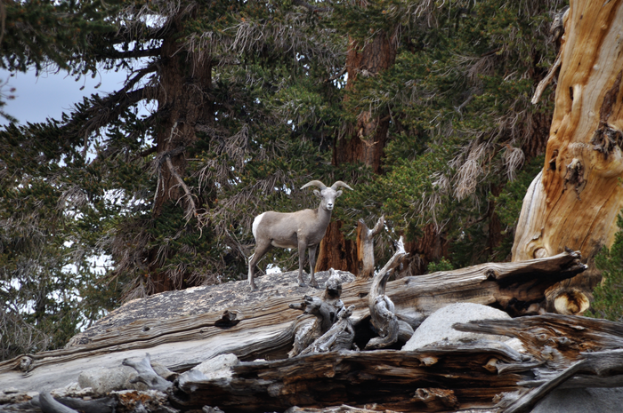 The Sierra Nevada Bighorn Sheep