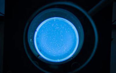 Petri Dish Illuminated with Blue Light with <i>E. Coli</i> on the Surface of the Growing Medium