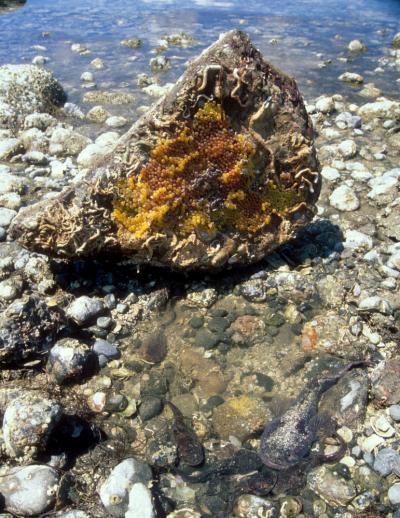 Midshipman Fish, Eggs and Larvae