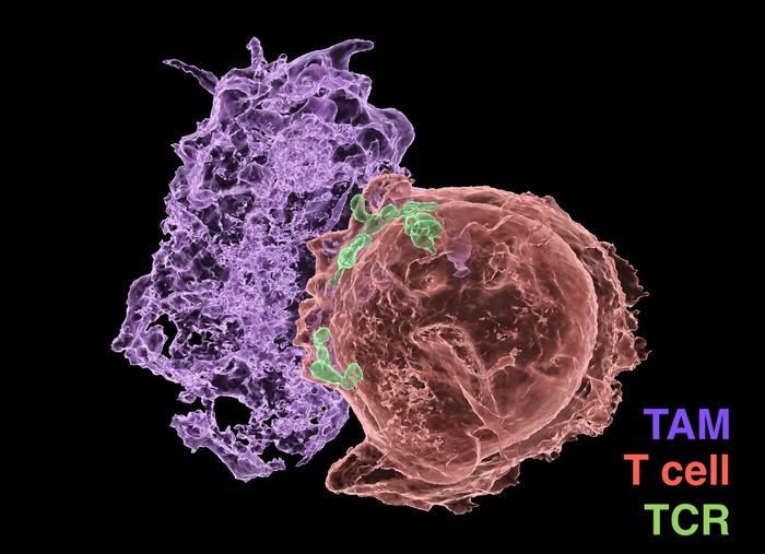 Micrograph of macrophages and T cells interacting.