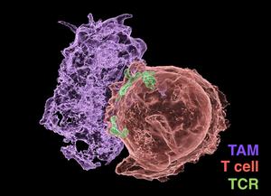 Micrograph of macrophages and T cells interacting.