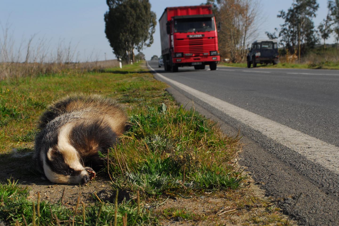 European Badger