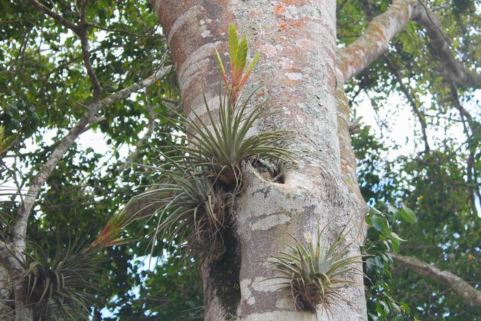 Tillandsia fasciculata is one of the study species of this work. It performs an alternative form of photosynthesis called  CAM, which allows it to survive as an epiphyte in water limiting conditions.