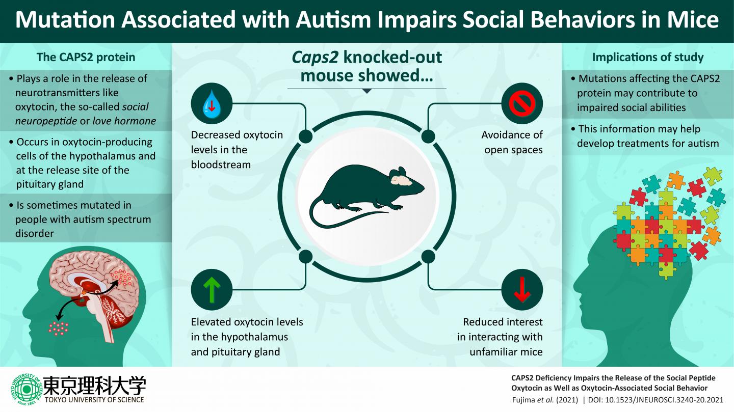 Mutation linked to autism