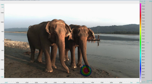 The acoustic camera image shows how the elephant (right) emits a call though the trunk. Photo taken at the elephants favourite bathing spot at the river near Tiger Tops, Nepal.