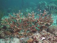 Modern Staghorn Coral
