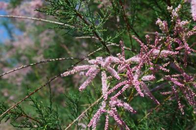 Tamarisk