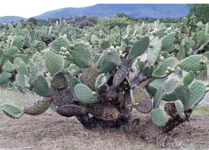 Prickly Pear